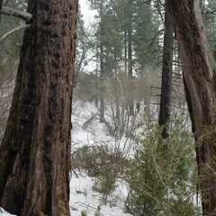 The shaded trail at Heaps Peak Arboretum
