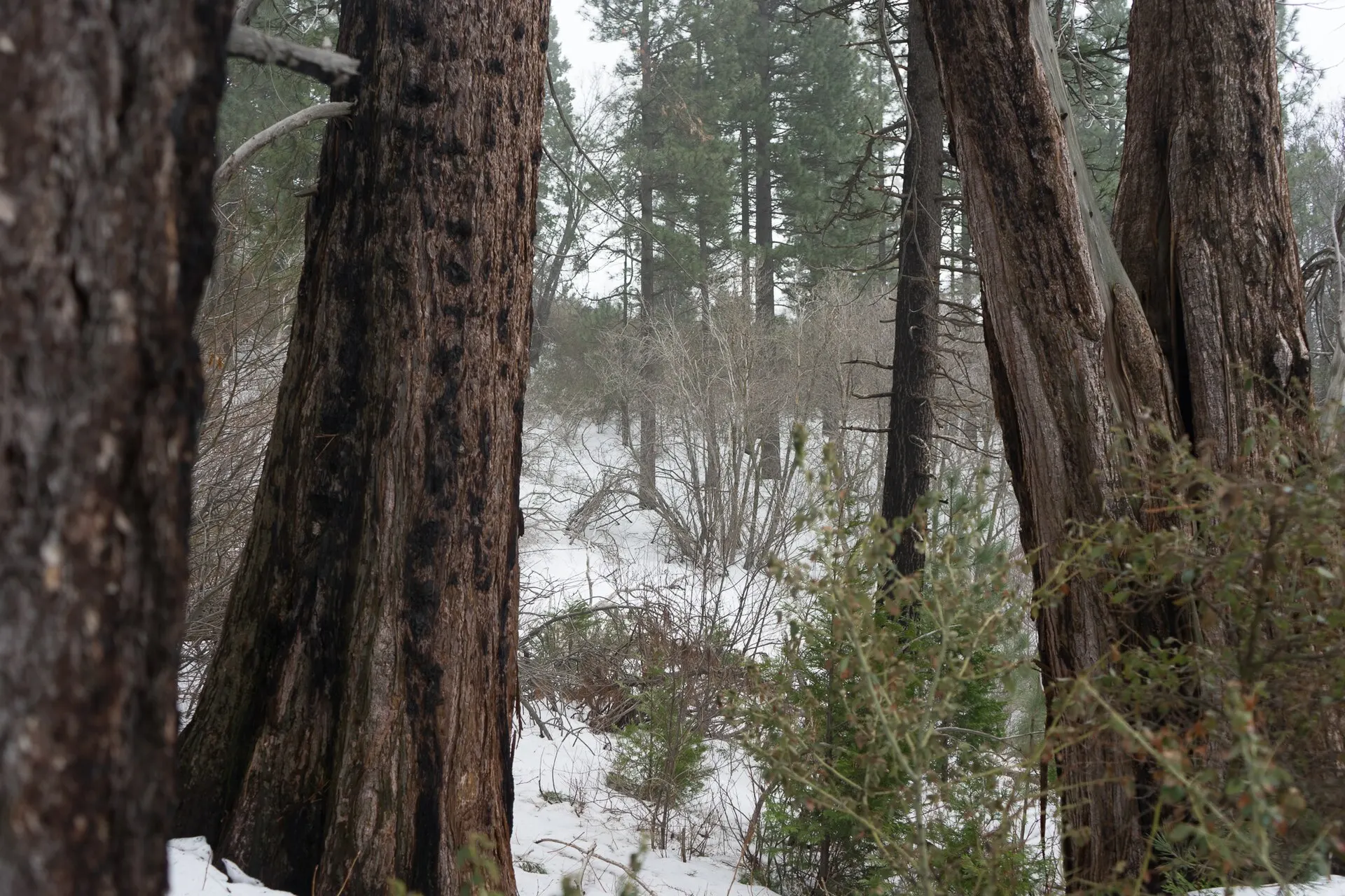 Heaps Peak Arboretum Trail near Lake Arrowhead with forest path and native plants