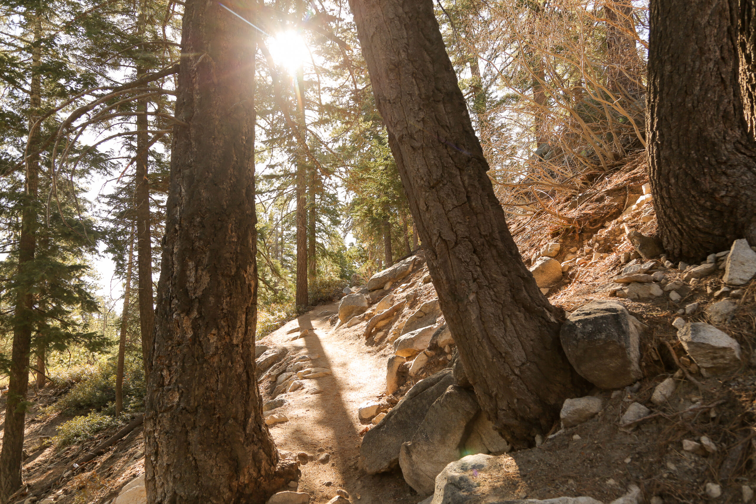 Forest trail near Lake Arrowhead for casual hiking